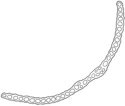 Fallaciella gracilis. Cross-section of lower laminal cells including double costa. Drawn from B.H. Macmillan 68/65, CHR 163380.
 Image: R.C. Wagstaff © 2003 British Bryological Society. Reprinted by permission of Informa UK Limited, trading Taylor & Francis Group, https://www.tandfonline.com on behalf of British Bryological Society. Reprinted by permission of Informa UK Limited, trading Taylor & Francis Group, https://www.tandfonline.com on behalf of British Bryological Society.